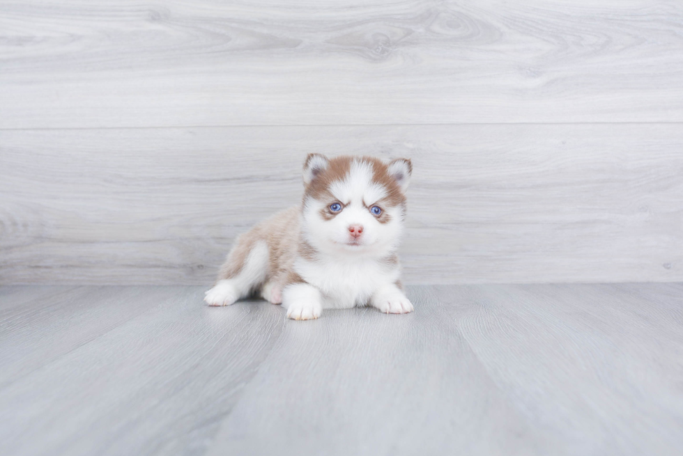 Fluffy Pomsky Designer Pup