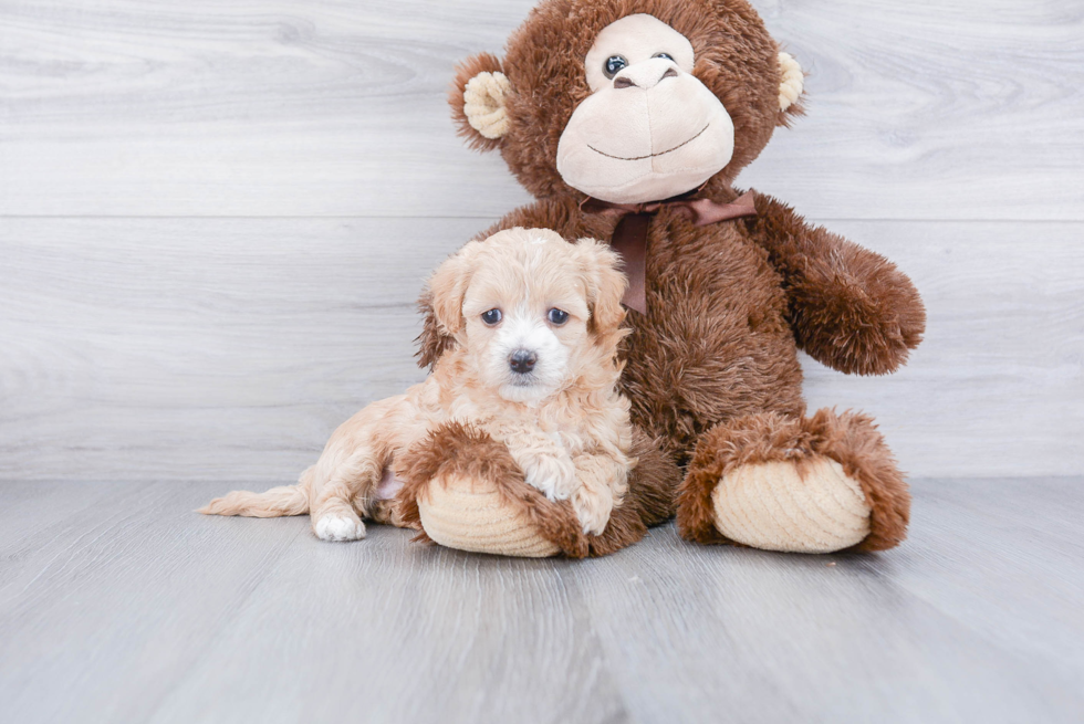 Smart Maltipoo Poodle Mix Pup