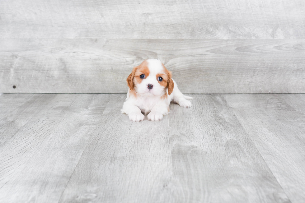 Best Cavalier King Charles Spaniel Baby