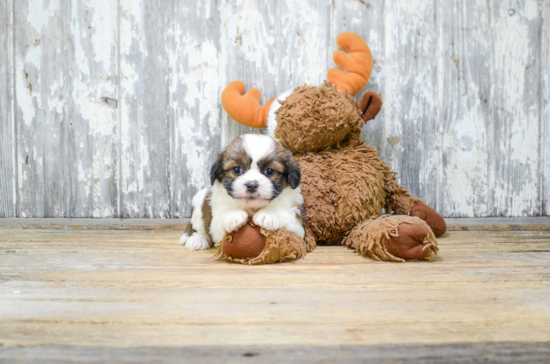 Happy Teddy Bear Baby