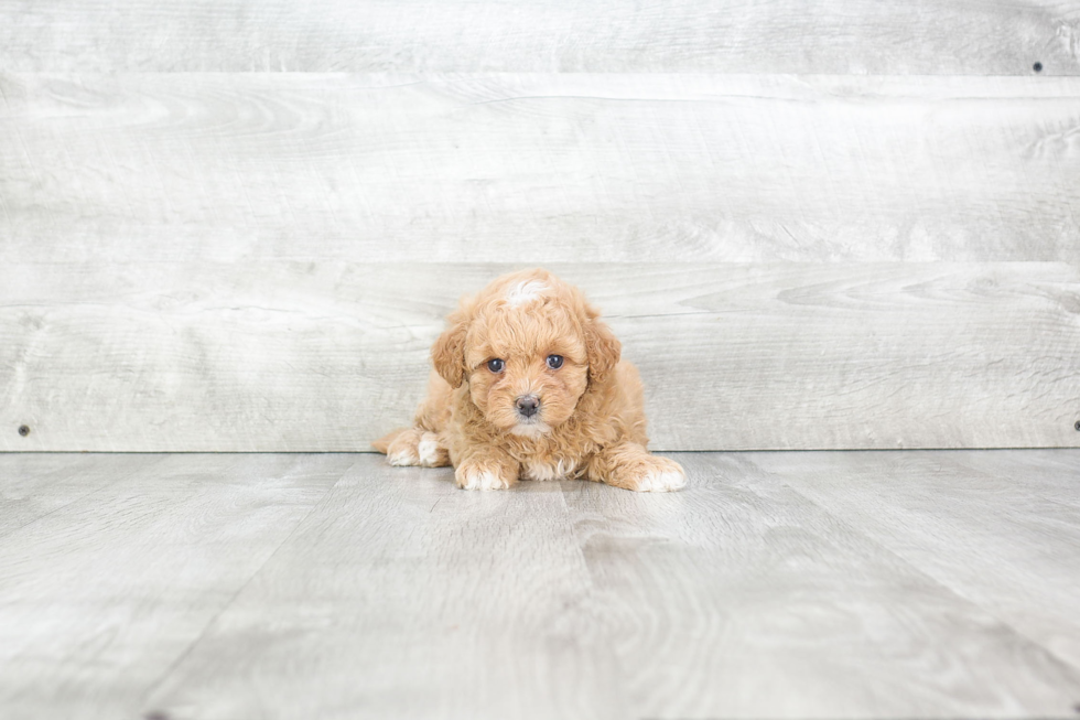 Best Maltipoo Baby