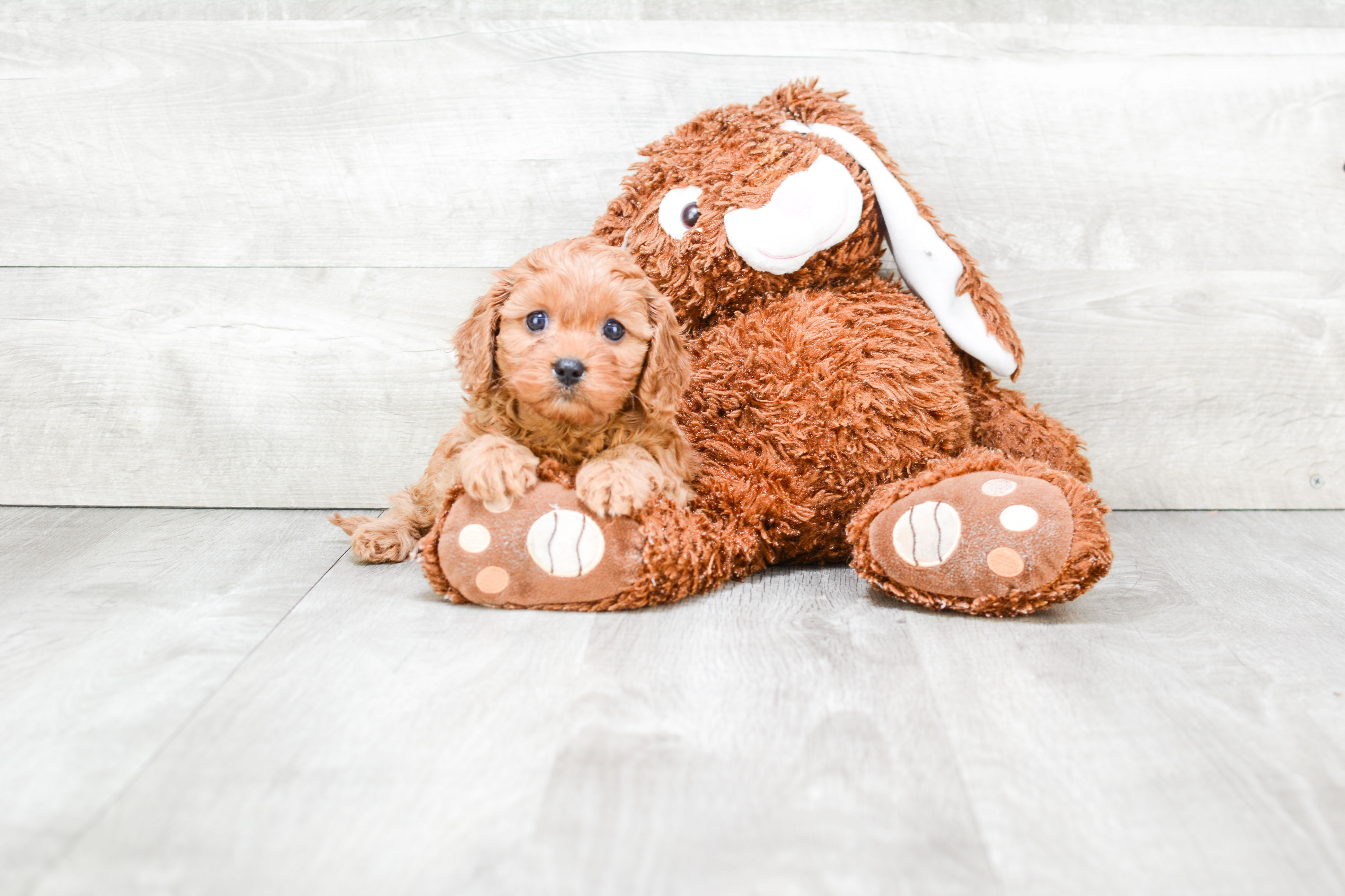 Cavapoo Puppy for Adoption