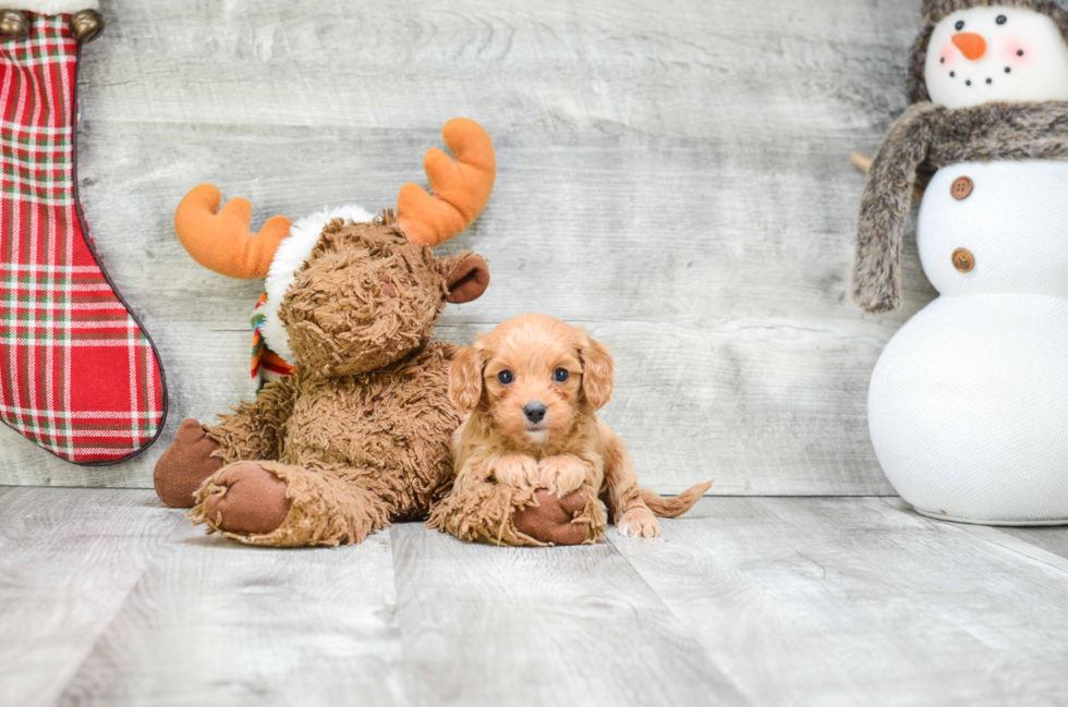 Cavapoo Pup Being Cute