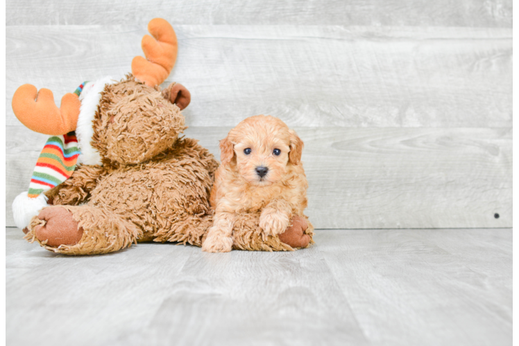 Cavapoo Puppy for Adoption