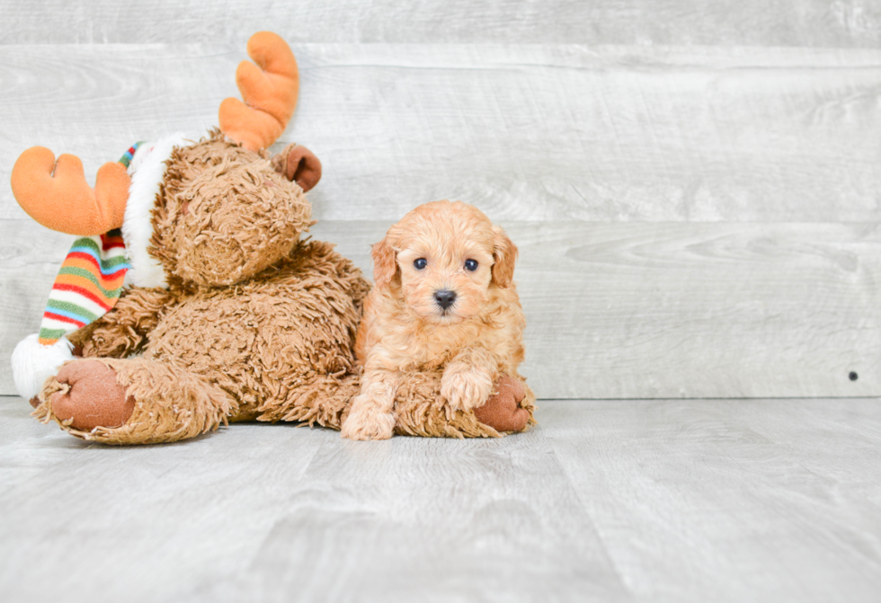 Cavapoo Puppy for Adoption