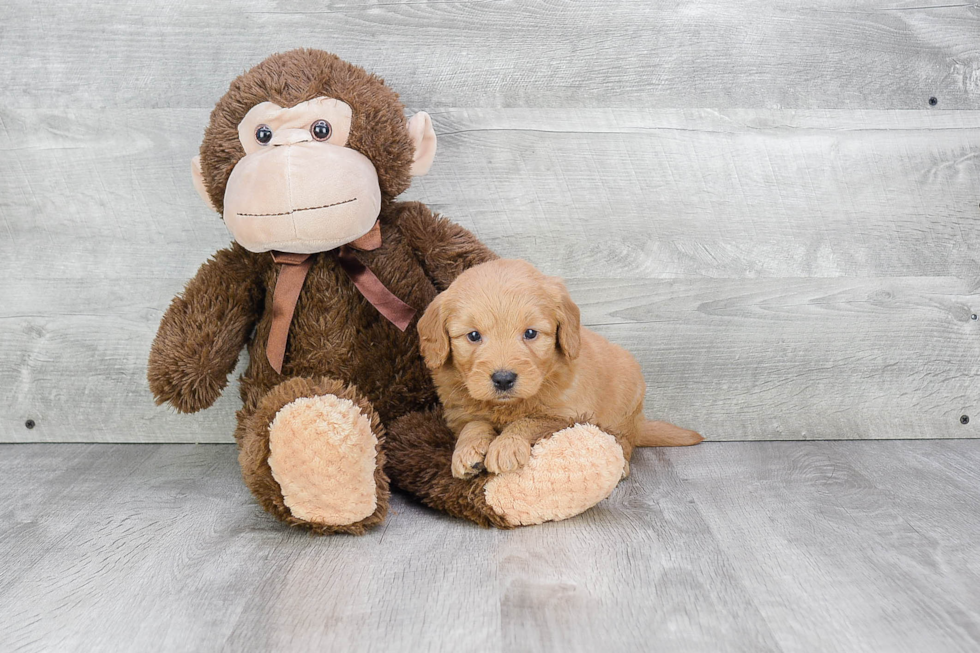 Adorable Golden Retriever Poodle Mix Puppy