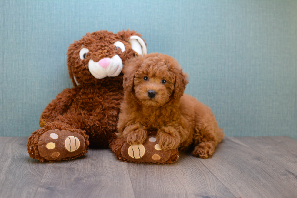 Cute Mini Goldendoodle Baby