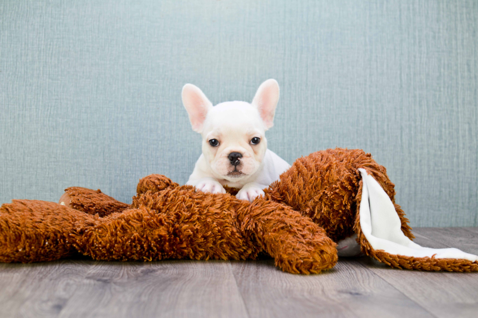 French Bulldog Puppy for Adoption