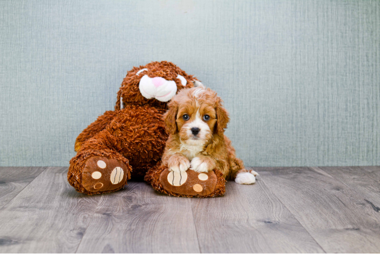 Cavapoo Pup Being Cute