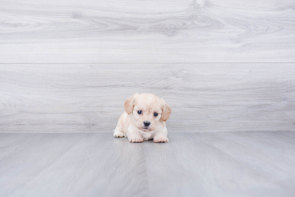 Cavachon Pup Being Cute