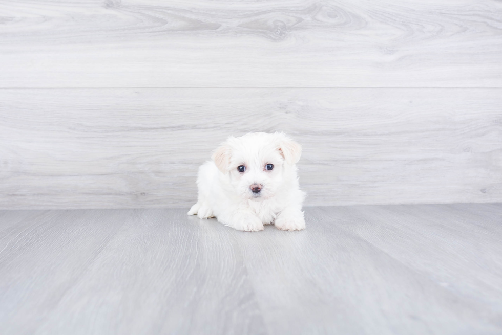 Hypoallergenic Maltese Poodle Poodle Mix Puppy