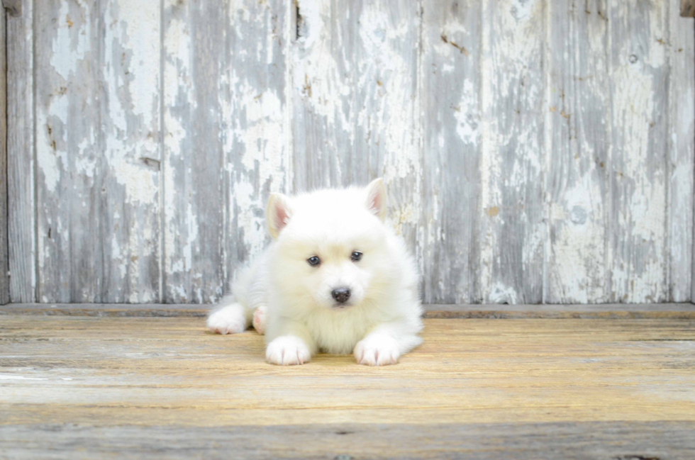 Pomsky Pup Being Cute