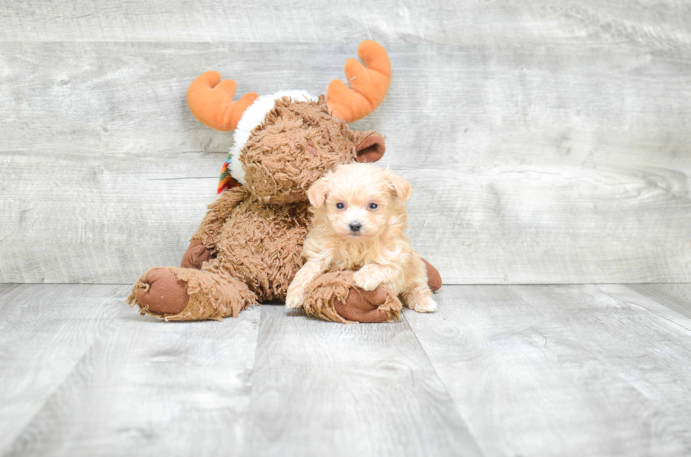 Sweet Maltipoo Baby