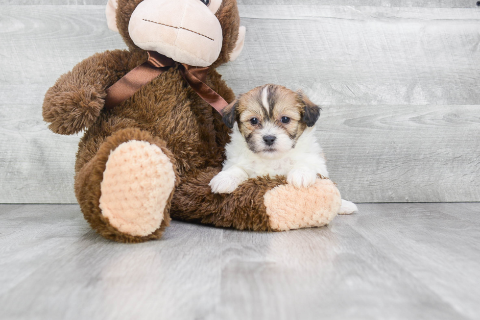 Smart Teddy Bear Designer Pup