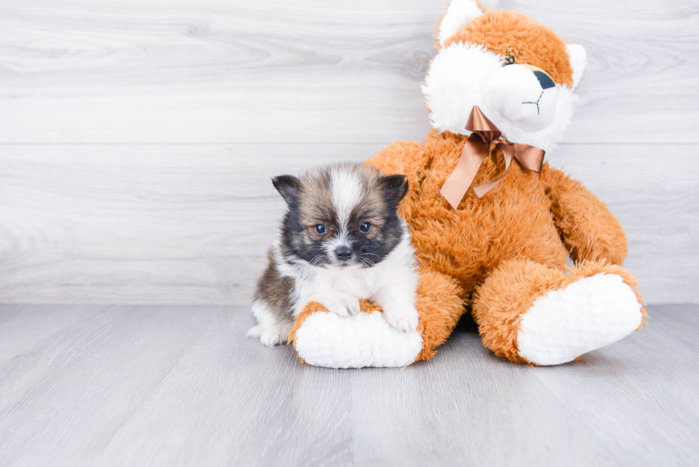 Playful Pomeranian Baby