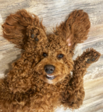 Energetic Mini Goldendoodle Pup