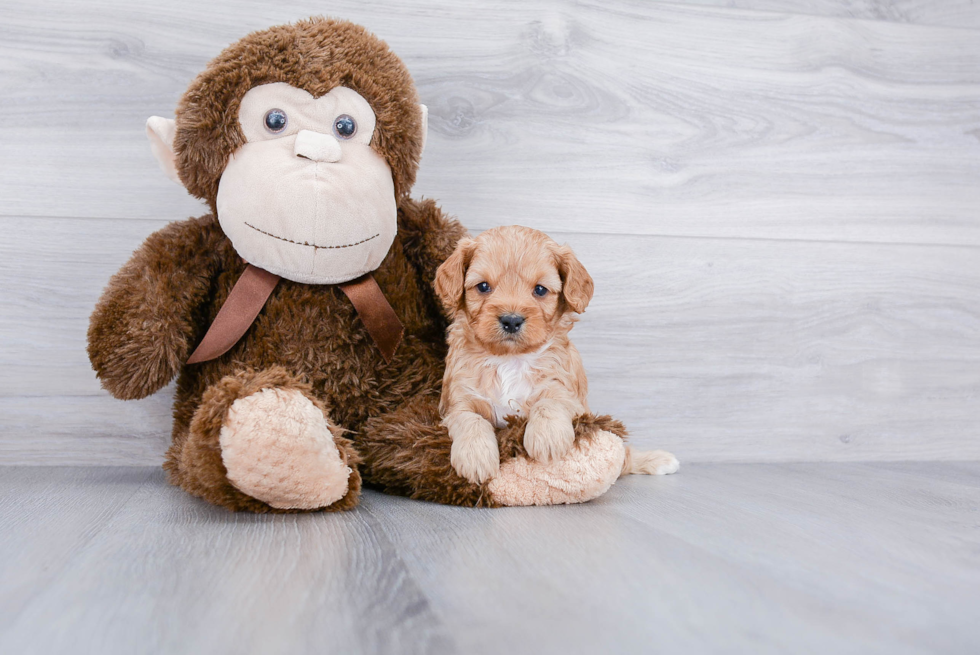 Cavapoo Pup Being Cute