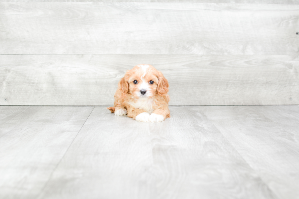 Funny Cavapoo Poodle Mix Pup