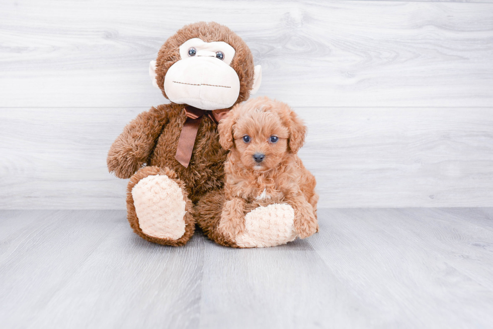 Hypoallergenic Cavoodle Poodle Mix Puppy