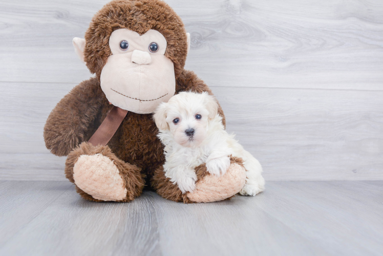 Best Maltipoo Baby