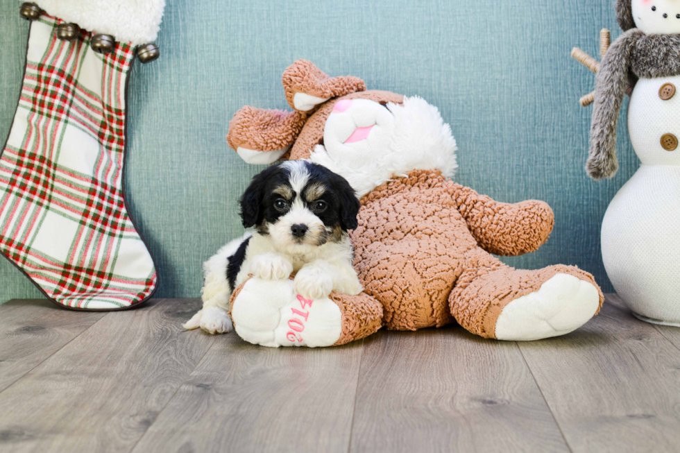 Smart Cavachon Designer Pup