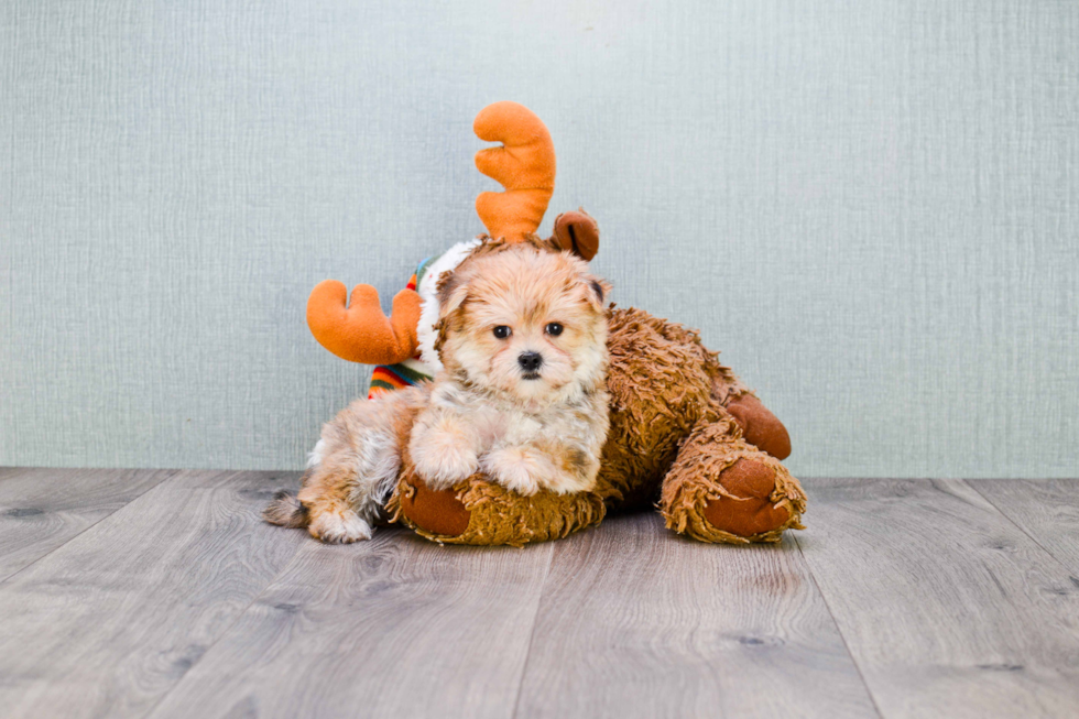 Morkie Pup Being Cute