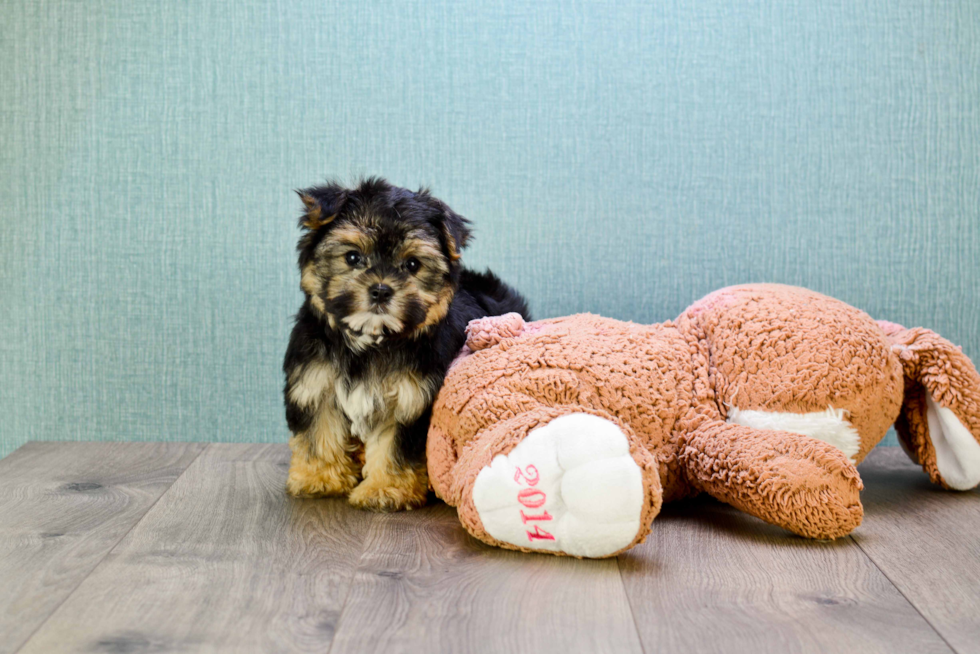 Smart Morkie Designer Pup