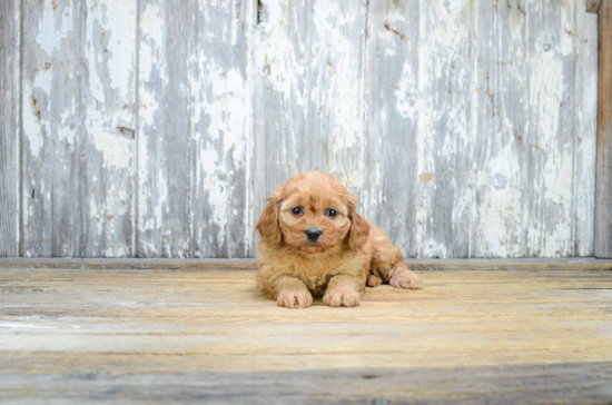 Best Cavapoo Baby