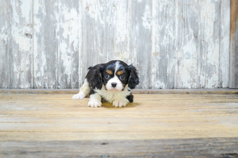 Cavalier King Charles Spaniel Puppy for Adoption