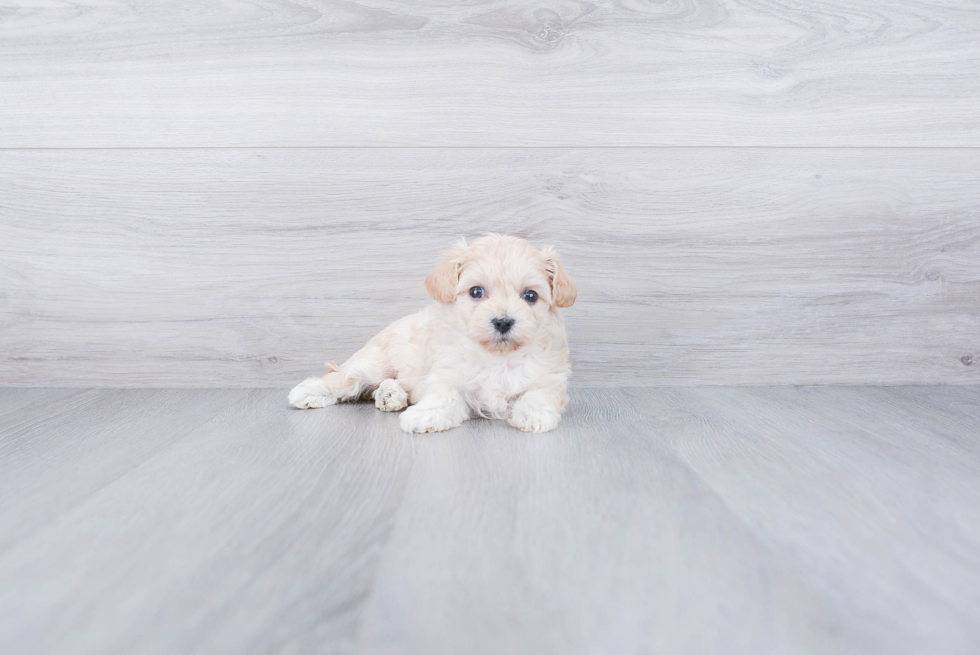 Funny Maltipoo Poodle Mix Pup