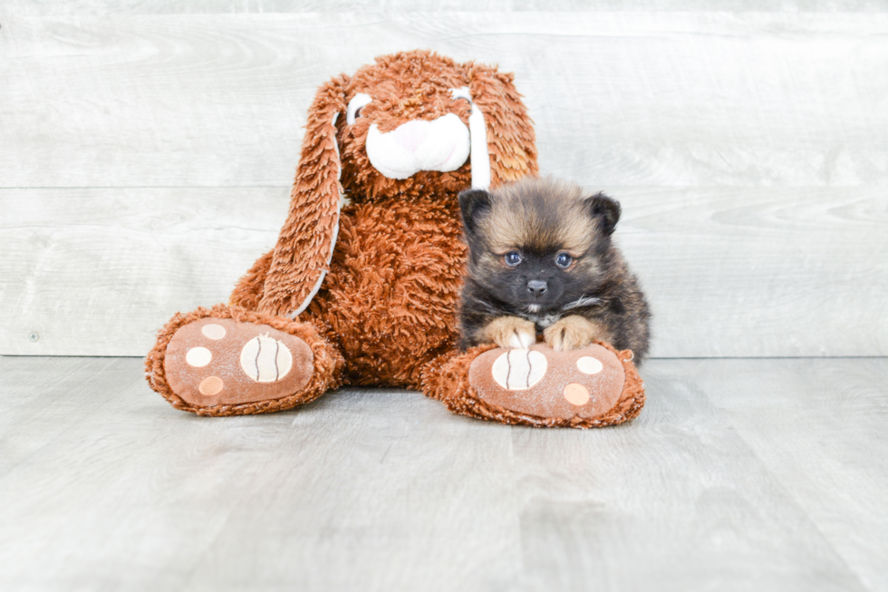 Playful Pomeranian Baby