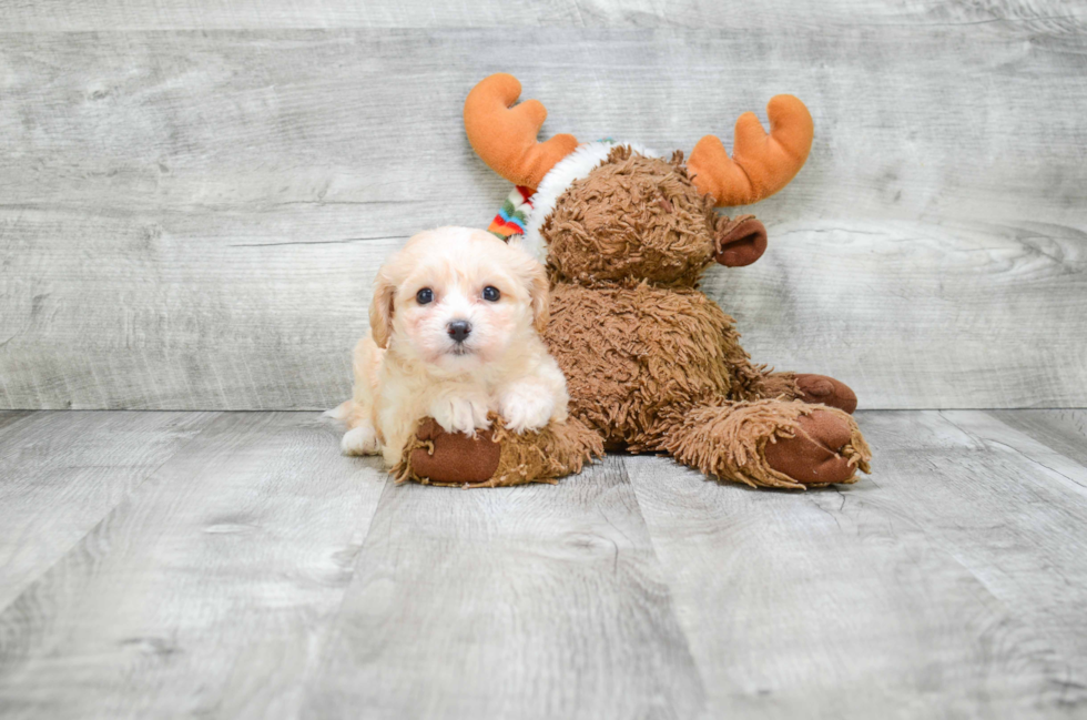 Cavachon Pup Being Cute