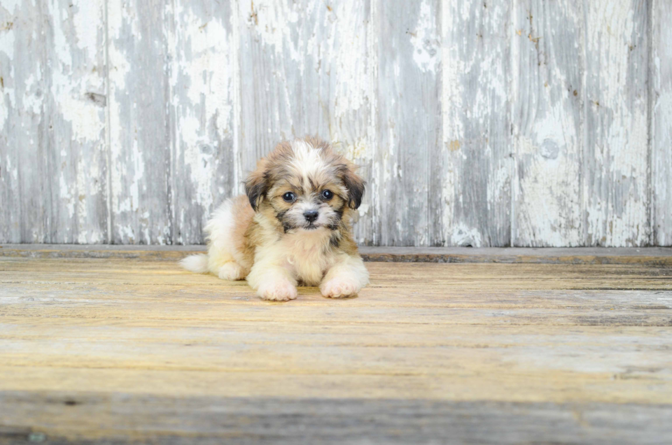 Cute Teddy Bear Baby