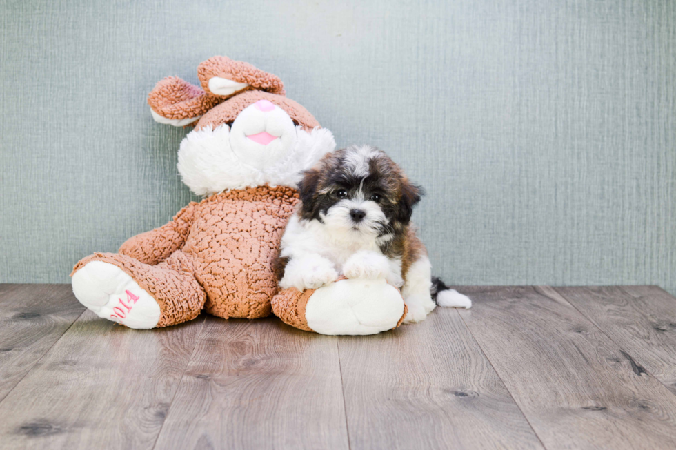 Friendly Teddy Bear Baby