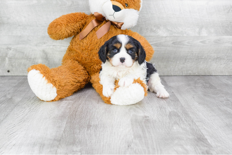 Cavalier King Charles Spaniel Pup Being Cute