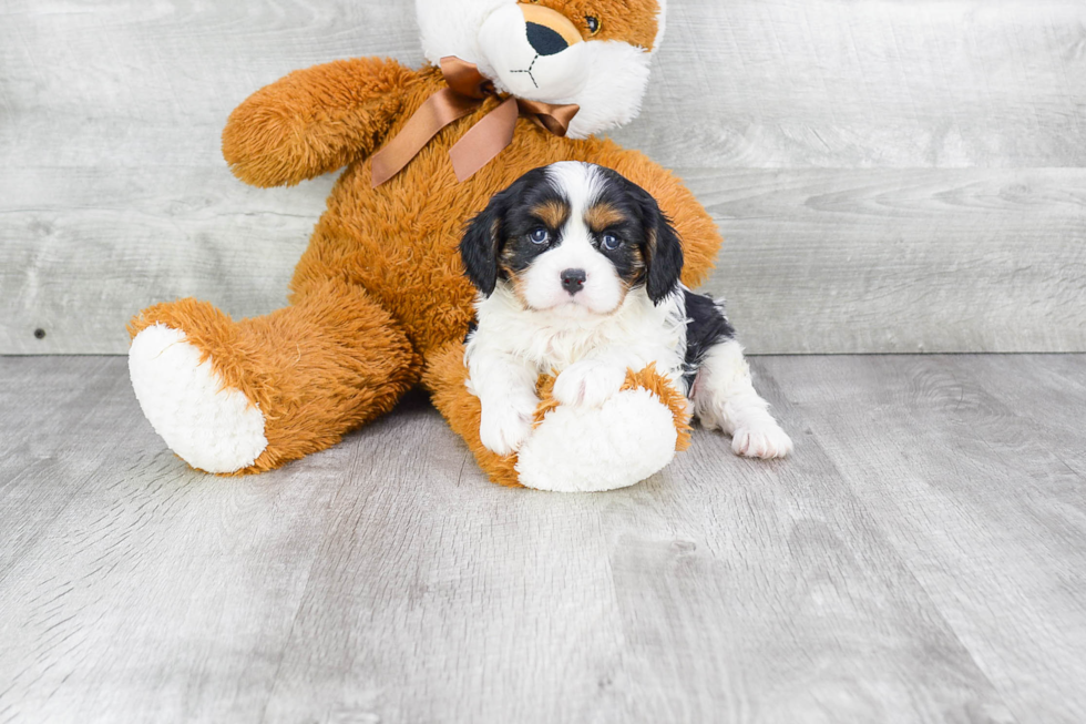 Cavalier King Charles Spaniel Pup Being Cute