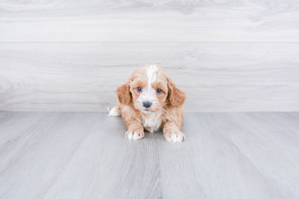 Smart Cavapoo Poodle Mix Pup