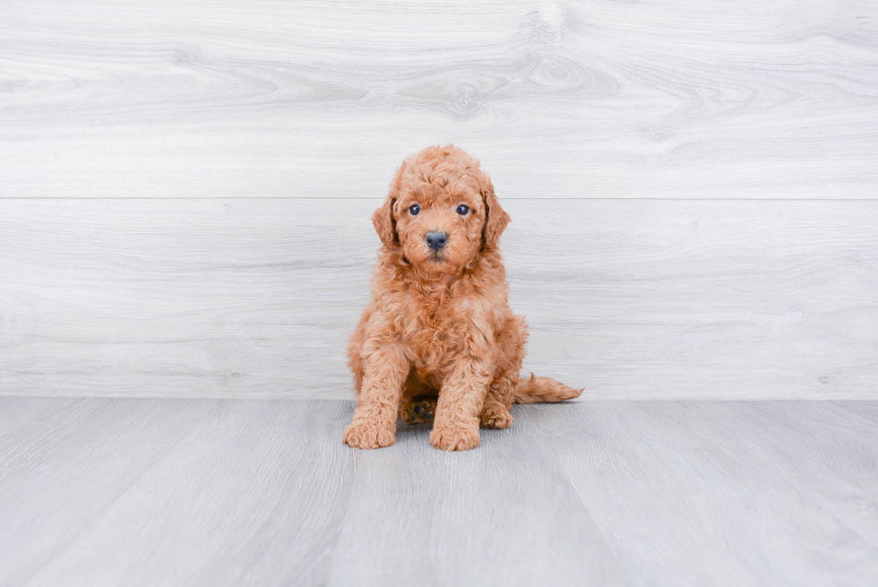 Best Mini Goldendoodle Baby