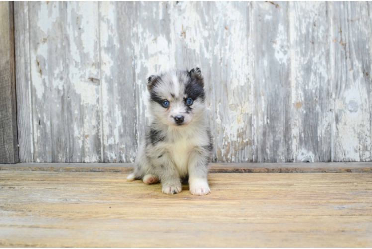 Pomsky Pup Being Cute