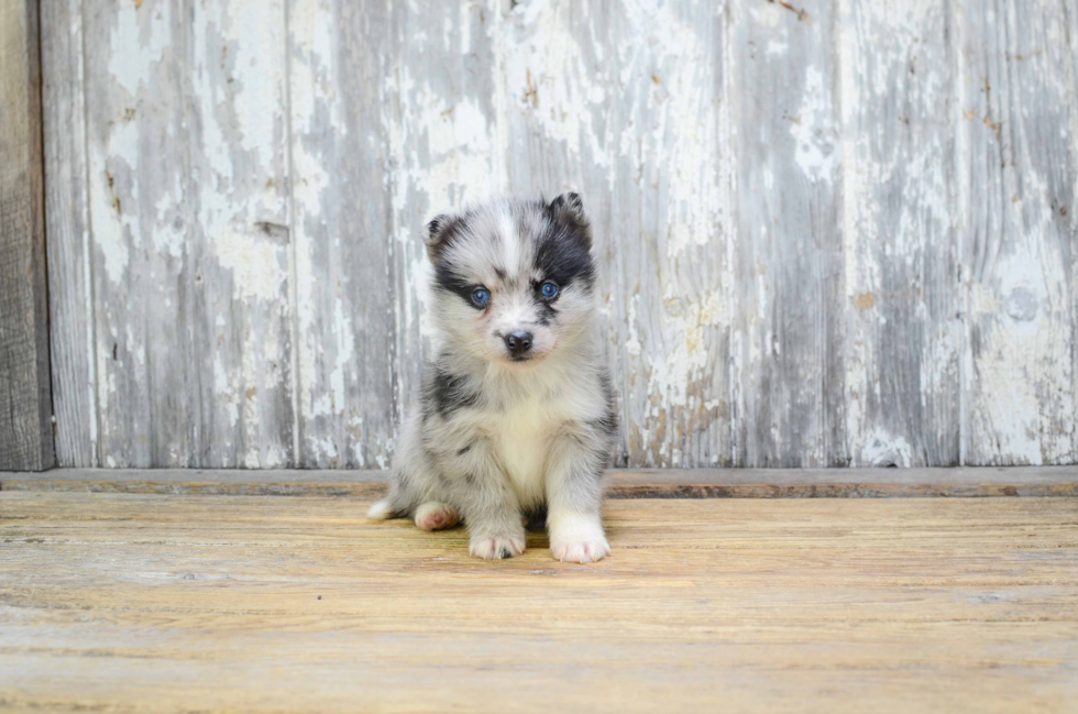 Pomsky Pup Being Cute