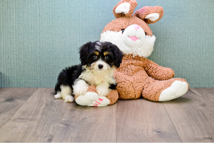 Cute Cavachon Baby