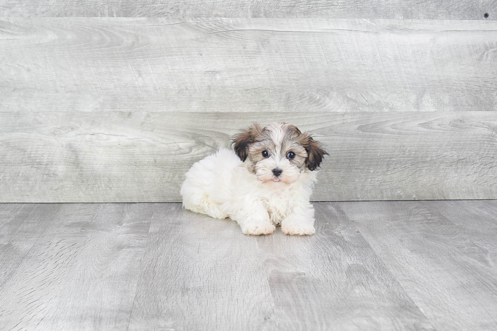 Havanese Puppy for Adoption