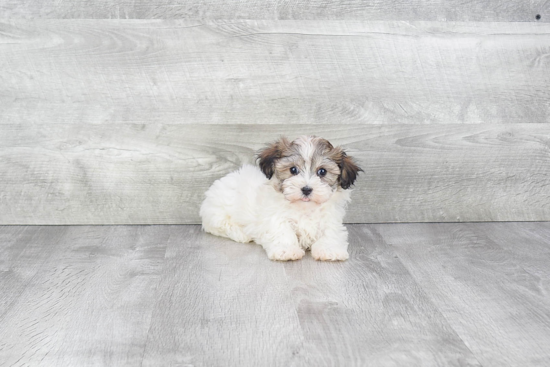 Havanese Puppy for Adoption