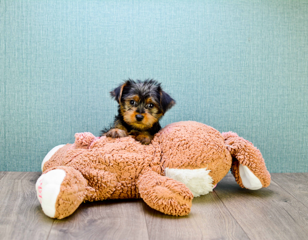 Meet Teacup-Stevo - our Yorkshire Terrier Puppy Photo 