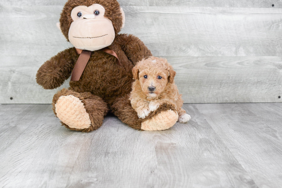 Smart Maltipoo Poodle Mix Pup