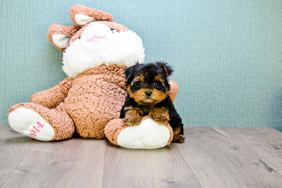 Meet Tj - our Yorkshire Terrier Puppy Photo 