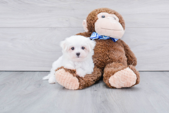 Playful Maltese Purebred Pup