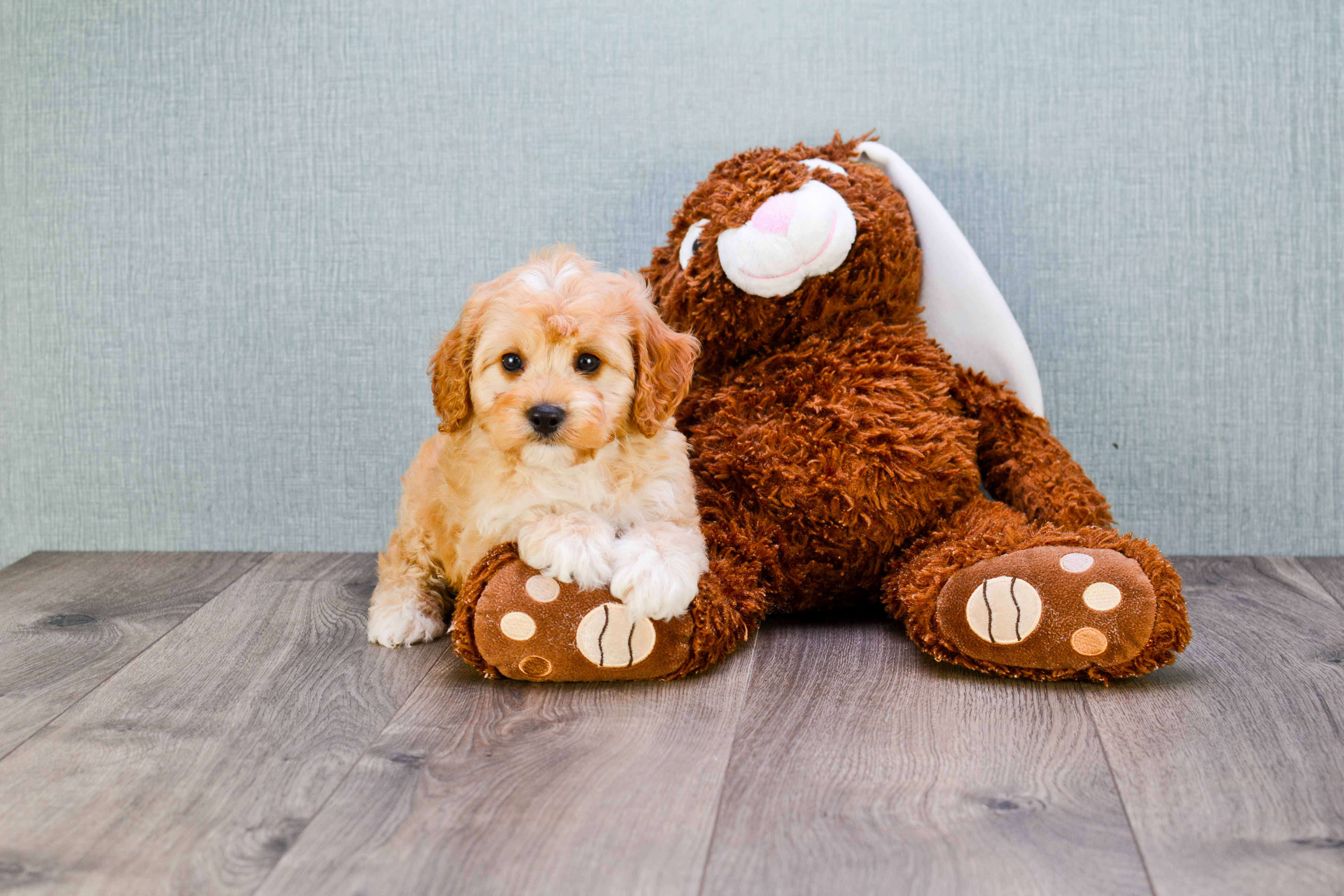 Cavapoo Pup Being Cute