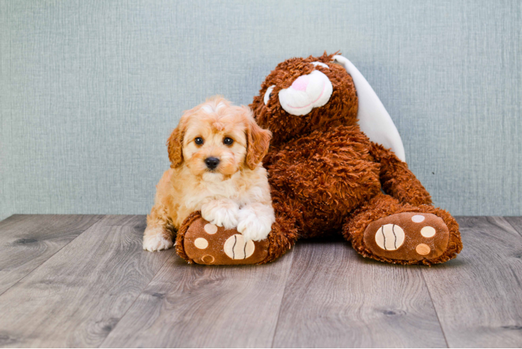 Cavapoo Pup Being Cute