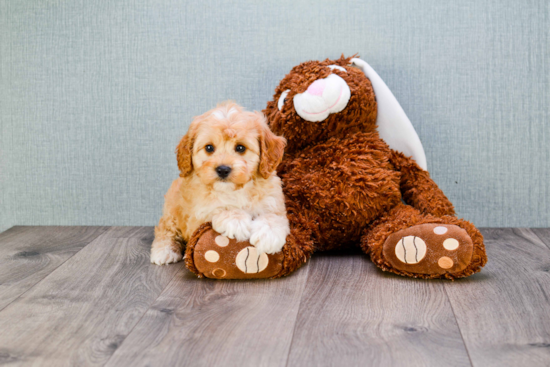 Cavapoo Pup Being Cute